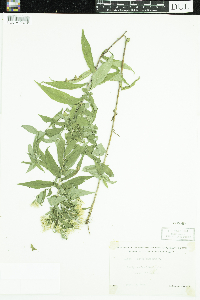 Symphyotrichum puniceum image