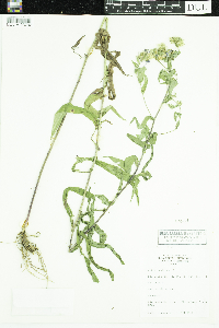 Symphyotrichum puniceum image