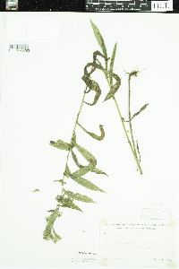 Symphyotrichum puniceum image
