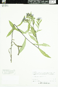 Symphyotrichum puniceum image