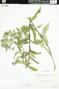 Symphyotrichum puniceum image