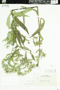 Symphyotrichum puniceum image