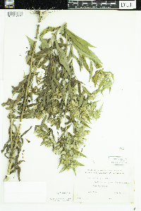 Symphyotrichum puniceum image