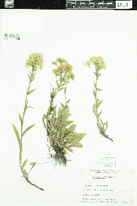Solidago multiradiata image