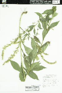 Solidago ulmifolia var. ulmifolia image