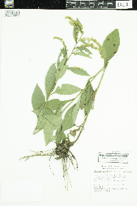 Solidago ulmifolia var. ulmifolia image