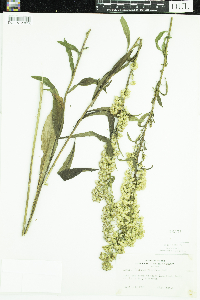 thumbnail image of current specimen