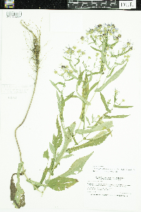 Symphyotrichum prenanthoides image