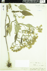 Symphyotrichum prenanthoides image