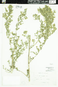 Symphyotrichum praealtum image