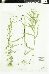 Symphyotrichum praealtum image