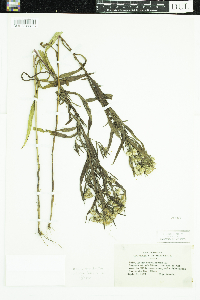 Symphyotrichum praealtum image