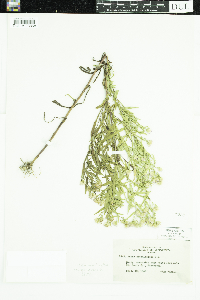 Symphyotrichum praealtum image