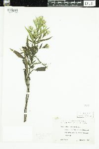 Symphyotrichum praealtum image