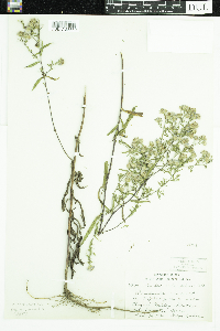 Symphyotrichum praealtum image