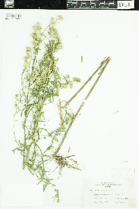 Symphyotrichum praealtum image