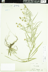 Symphyotrichum pilosum image