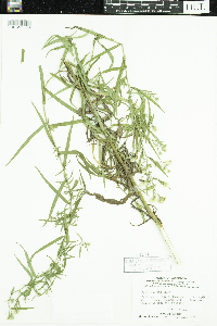 Symphyotrichum pilosum image