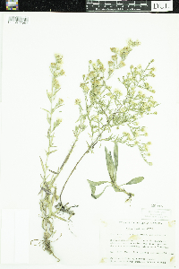 Symphyotrichum pilosum image