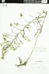 Symphyotrichum pilosum image