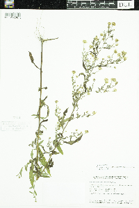 Symphyotrichum ontarionis image