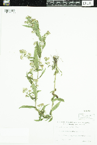 Symphyotrichum ontarionis image