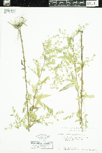 Symphyotrichum ontarionis image