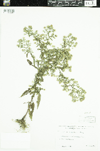 Symphyotrichum ontarionis image