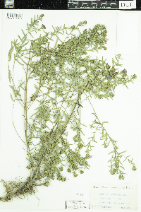 Symphyotrichum oblongifolium image