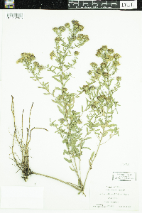 Symphyotrichum oblongifolium image