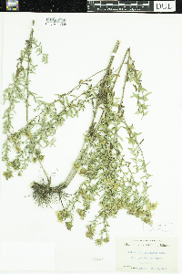 Symphyotrichum oblongifolium image