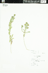 Symphyotrichum oblongifolium image