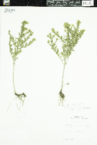 Symphyotrichum oblongifolium image