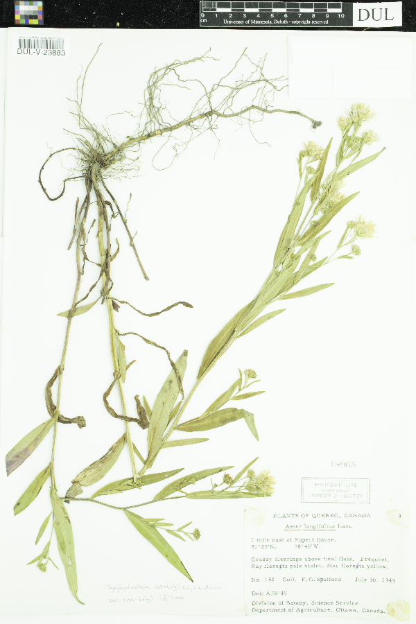 Symphyotrichum novi-belgii var. novi-belgii image
