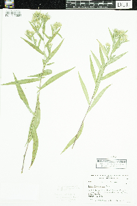 Symphyotrichum novi-belgii image