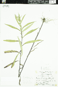 Symphyotrichum novi-belgii image