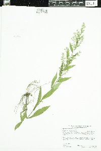 Symphyotrichum lateriflorum image
