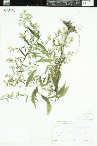 Symphyotrichum lateriflorum image