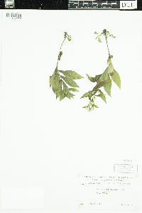 Symphyotrichum lateriflorum image