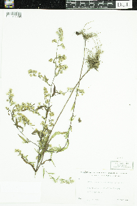 Symphyotrichum lateriflorum image
