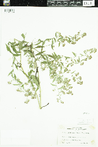 Symphyotrichum lateriflorum image