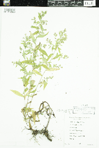 Symphyotrichum lateriflorum image