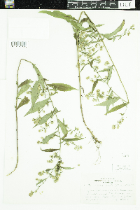Symphyotrichum lateriflorum image