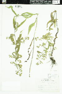 Symphyotrichum lateriflorum image