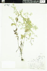 Symphyotrichum lateriflorum image