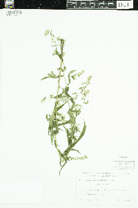 Symphyotrichum lateriflorum image