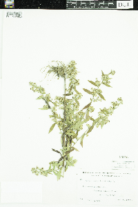 Symphyotrichum lateriflorum image