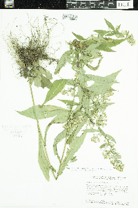 Symphyotrichum lateriflorum image