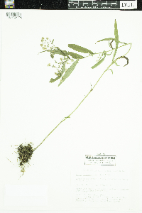 Symphyotrichum lateriflorum image
