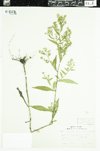 Symphyotrichum lateriflorum image